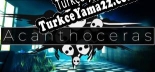 Türkçe yama Acanthoceras