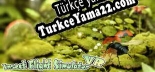 Türkçe yama için Insect Flight Simulator VR