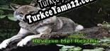 Reverse Me Rez/Ru Türkçe yama Yaması + Metin